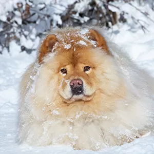 Chow chow lying down in winter snow, portrait, Waterford, Connecticut, USA. February