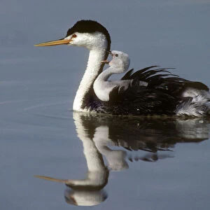 Grebes Collection: Clarks Grebe