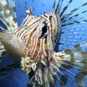 Close up portrait of female Lionfish (Pterois volitans) in the late afternoon, when