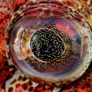 Close-up detail of the eye of a Red Irish lord fish (Hemilepidotus hemilepidotus