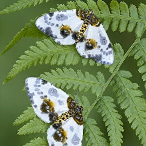 Two Clouded magpie moth (Abraxas sylvata) resting on a fern frond, Gosford Forest Park, County Armagh, Northern Ireland. June