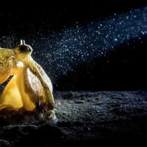 Coconut / Veined octopus (Amphioctopus marginatus) hunts in the sand at night, while