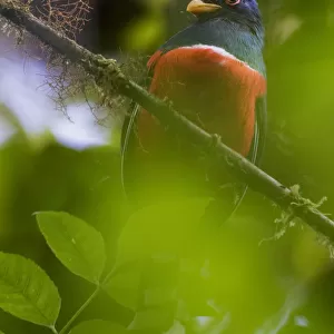Trogons Poster Print Collection: Collared Trogon