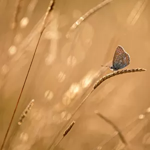 Common blue butterfly (Polyommatus icarus) resting on grasses at sunset, Vealand Farm, Devon, UK. July