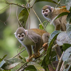 Two Common squirrel monkeys (Saimiri sciureus) amongst vegetation, Yasuni National Park