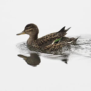 Common Teal (Anas crecca) female with ducklings, Finland June