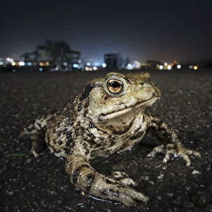 Common toad (Bufo bufo) with urban lights behind, Bristol, UK