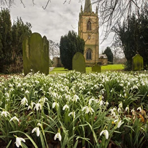 Commonly planted in churchyards, Common snowdrops (Galanthus nivalis