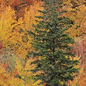 Conifer amongst deciduous autumnal forest, Ordesa y Monte Perdido National Park, Huesca