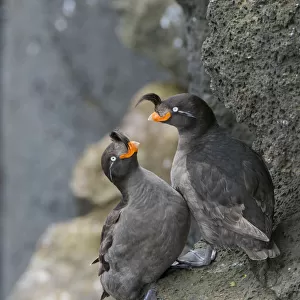 Auks Mouse Mat Collection: Crested Auklet