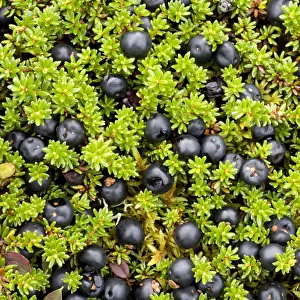 Crowberry (Empetrum nigrum hermaphroditum) with berries, Sarek National Park, Laponia