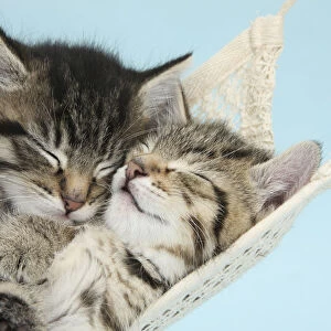Two cute tabby kittens asleep in a hammock