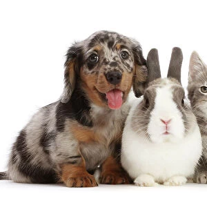 Dapple Dachshund puppy with Netherland dwarf rabbit and grey Tabby kitten sitting side by side, portrait
