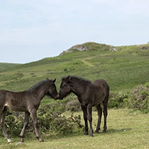Two Dartmoor ponies (Equus ferus caballus), endangered rare breed, colts greeting one another. Dartmoor National Park, Devon, England. June