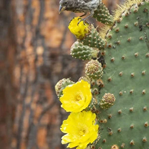 Darwins cactus finch (Geospiza scandens), feeding on Opuntia cactus flower