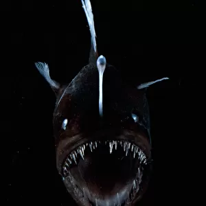 Lanternfish