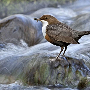Dipper (Cinclus cinclus) perched on rock in fast flowing river with food for young