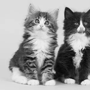 Domestic cat, Norwegian Forest / Skogkatt / Skaukatt / Weegie, two longhaired kittens, tabby left and black and white on right, sitting portrait