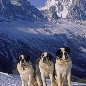 Domestic dog, St. Bernard / Alpine Mastiff, three on snow in Alps, France