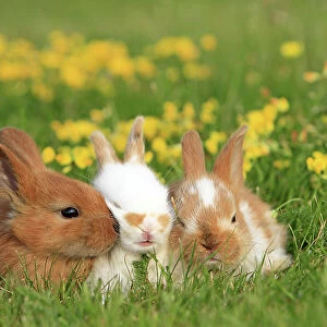 Three domestic rabbit kits on grass with flowers, Alsace, France, July