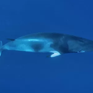 Balaenopteridae Jigsaw Puzzle Collection: Common Minke Whale