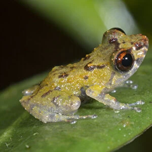 Dwarf rainfrog (Pristimantis minimus) a very small species 12-16mm in length
