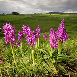 Early purple orchids {Orchis mascula} in flower, Cressbrook Dale