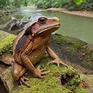 Ecuadorian toad (Rhaebo ecuadorensis) on branch, Yasuni National Park, Orellana, Ecuador