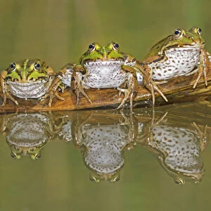 Three Edible Frogs (Rana esculenta) on a log in water. Switzerland, Europe, July