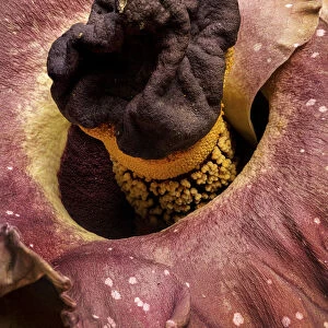 Elephant foot yam (Amorphophallus paeoniifolius) one of largest flowers in the world