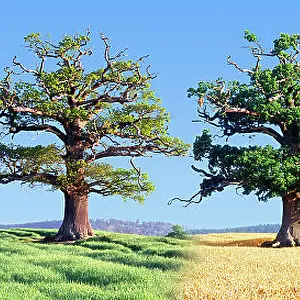 English Oak (Quercus robur) in arable field with wheat, composite image showing all four seasons, Surrey, England, UK