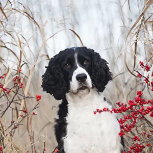 English Springer Spaniel (show type) by red berries, wild grasses, Waterford, Connecticut