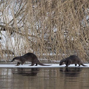 Eurasian otter (Lutra lutra), female and two young ones, Finland, January