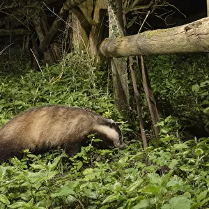 European badger (Meles meles) using a trail under a fence separating a garden