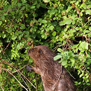 European Beaver (Castor fiber) eating blackberries by standing on its hind legs