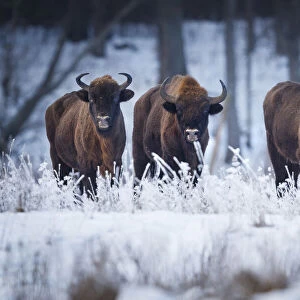 European Bison (Bison bonasus) in winter, Bia┼éowieza National Park, Poland. January
