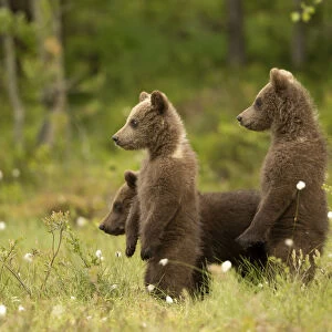 European Brown Bear (Ursus arctos) Cubs standing amongst cotton grass, Finland, June