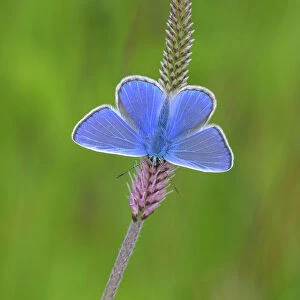 European common blue (Polyommatus icarus) male resting on a flower, Estonia, June