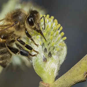European honey bee (Apis mellifera) feeding on Goat willow (salix caprea) male flowers