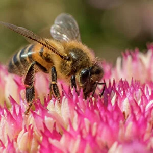 European honey bee (Apis mellifera) feeding on ice plant flowers (Sedum spectabile)
