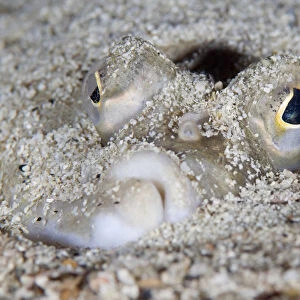 European plaice (Pleuronectes platessa) in sand on seabed, Moere coastline, Norway
