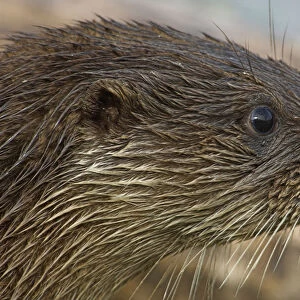 European river otter {Lutra lutra} head profile, captive, UK
