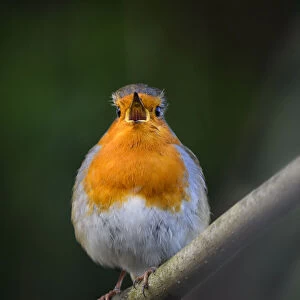 European robin (Erithacus rubecula) singing. London. January