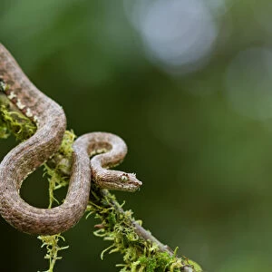 Eyelash viper (Bothriechis schlegelii) on twig, Canande, Esmeraldas, Ecuador