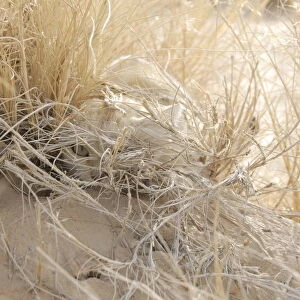 Face of a Sand Cat (Felis margarita) camouflaged in dry desert grass. Critically endangered species