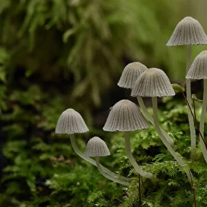 Fairy inkcap fungus (Coprinellus disseminatus) small group of this inkcap growing from mossy log