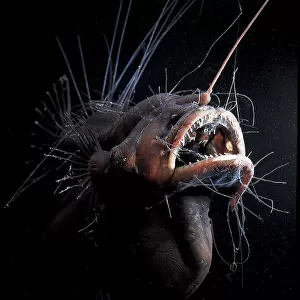 A Jigsaw Puzzle Collection: Anglerfish