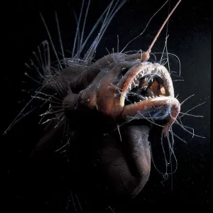 A Photo Mug Collection: Anglerfish