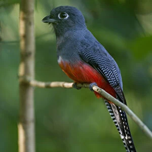 Trogons Poster Print Collection: Blue Crowned Trogon