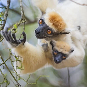 Female Golden-crowned Sifaka (Propithecus tattersalli) carrying 2-month infant